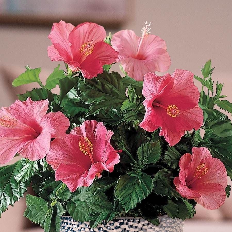 Pink Hibiscus. rosa-sinensis. Live Plant - Tropical Blooming Hibiscus, Pretty Flowers, Used in Tea and Juice (4 Pink Hibiscus Cups)