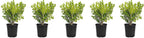 Japanese Boxwood | 5 Live 4 Inch Pots | Buxus Microphylla | Formal Evergreen Low Maintenance Hedge Plants