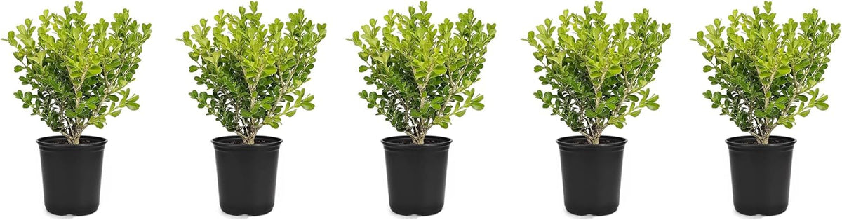 Japanese Boxwood | 5 Live 4 Inch Pots | Buxus Microphylla | Formal Evergreen Low Maintenance Hedge Plants