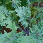 Todd's Seeds Red Russian Kale Seed - 1 Pound