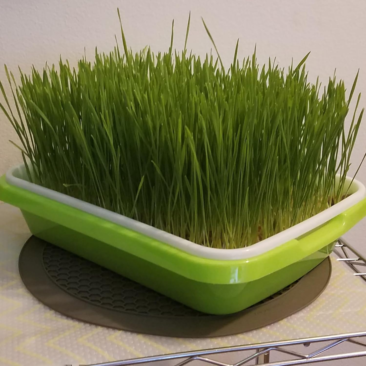 8 Pack Seed Sprouter Tray, BPA Free, Big Capacity Seed Germination Tray, Healthy Wheatgrass Seeds Grower with Lid for Growing, Bean Sprouts, Cat Grass, Wheat Grass, Mung Beans