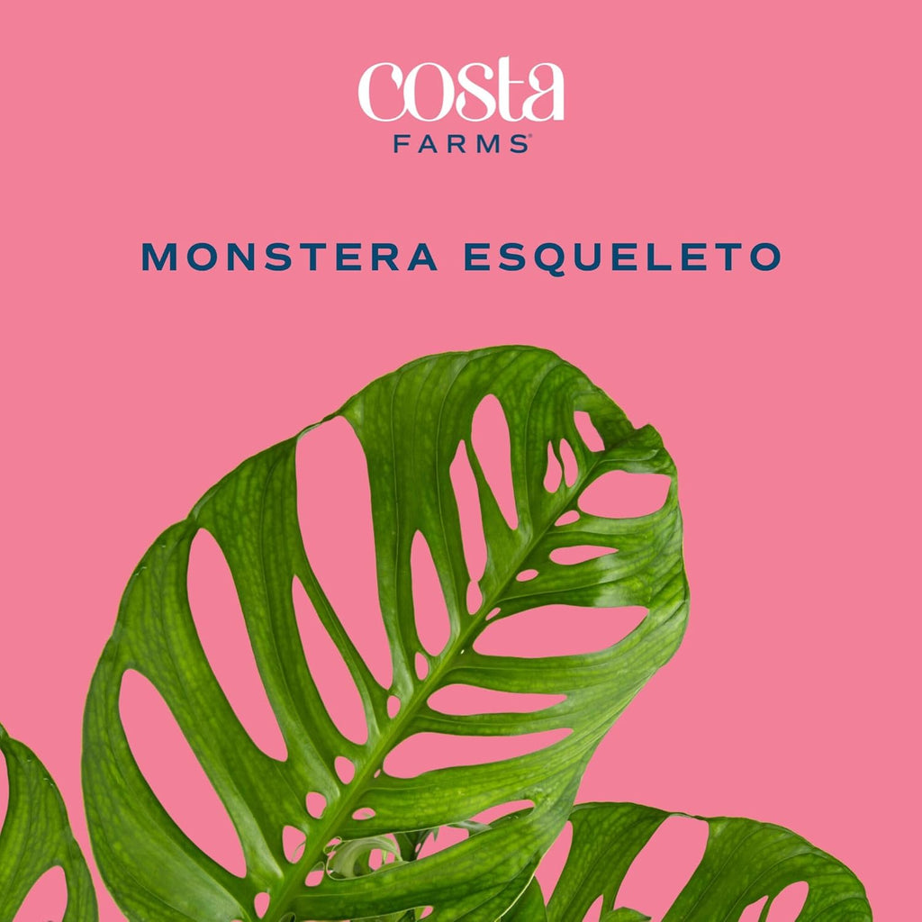 Costa Farms Monstera Esqueleto Live Plant | 2-3 Feet Tall | Large Tropical Houseplant in 10-Inch Plant Pot | Gift for Housewarming, Birthday | Perfect Decor for Home, Office, and Room