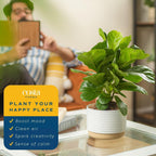 Costa Farms Little Fiddle Leaf Fig, Live Indoor Ficus Lyrata Plant in Nursery Plant Pot, Houseplant in Potting Soil, Housewarming, Birthday Gift, Office, Home, and Room Decor, 1 Foot Tall