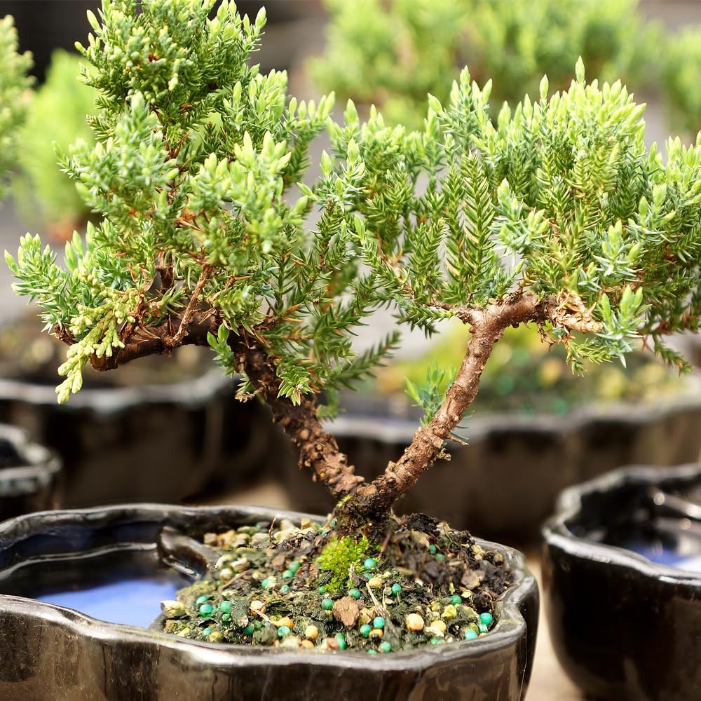 Brussel's Bonsai Brussel's Green Mound Juniper Bonsai in Zen Reflections Pot, SMALL