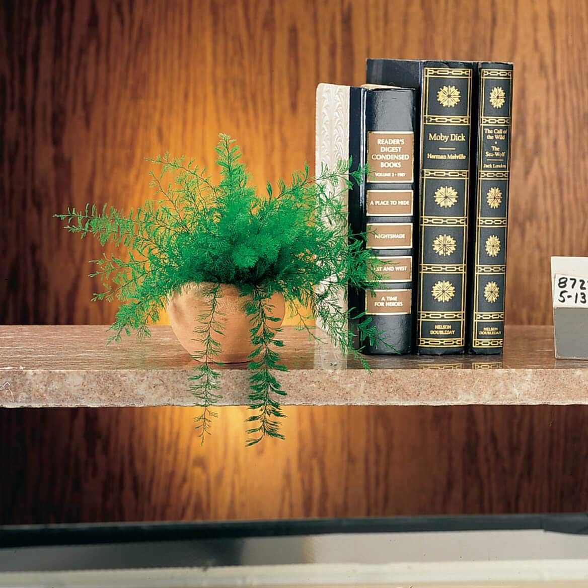 Miles Kimball Mysterious Air Fern, Set of 4 – Water & Soil Free House Plant