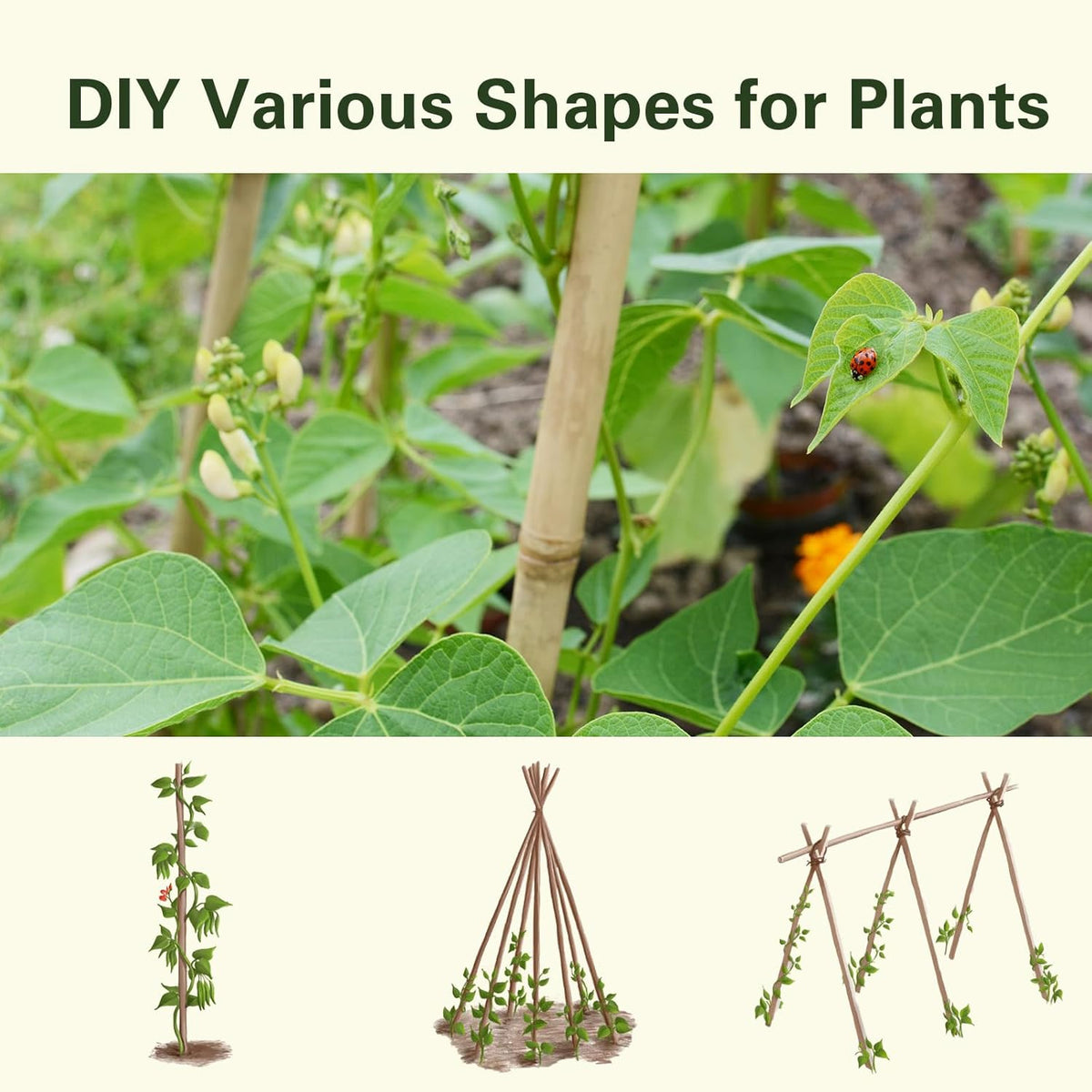 Bamboo Stakes 2FT 35pcs, 24 inch Garden Stakes Multi-Purpose, Bamboo Plant Support Stakes for Beans, Peppers, Flowers, Potted, Maintain The Plant Posture, Strengthen and Stem