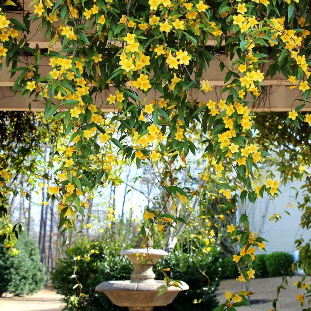 Carolina Jasmine Plant, Live Evergreen Vine, Fragrant Yellow Blooms, Fast Growing Climber for Trellis, Fences, or Arbors - Gelsemium sempervirens - 4 Bags