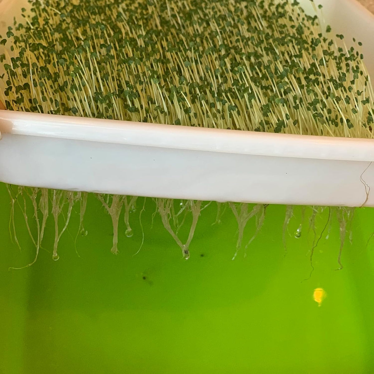 8 Pack Seed Sprouter Tray, BPA Free, Big Capacity Seed Germination Tray, Healthy Wheatgrass Seeds Grower with Lid for Growing, Bean Sprouts, Cat Grass, Wheat Grass, Mung Beans