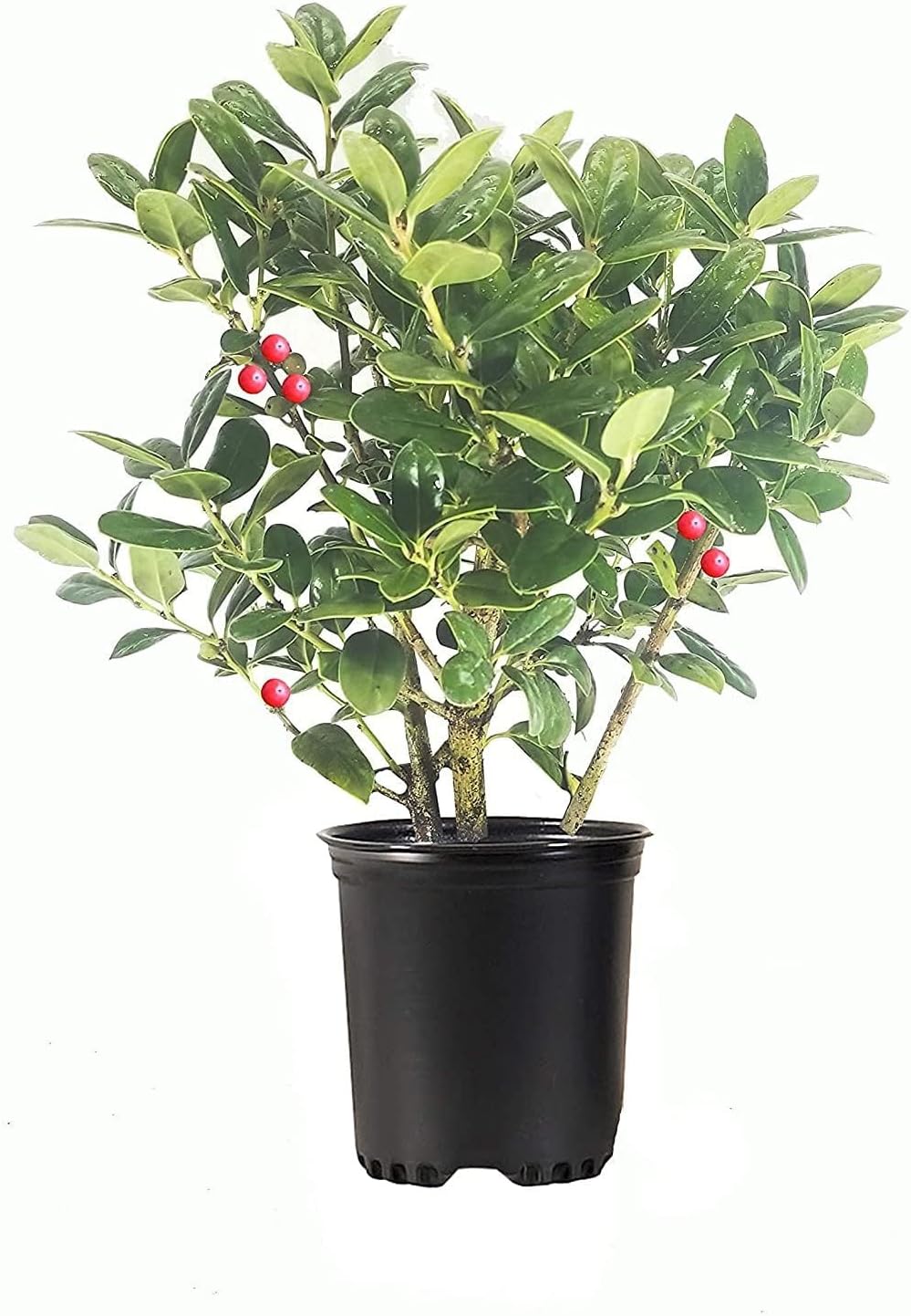 Burfordi Holly | 10 Quart Size Plants | Ilex Cornuta | Fast Growing Evergreen Shrubs, Privacy Hedge Plants, Dark Green Foliage, Low Maintenance Landscaping, Ideal for Hedges and Borders