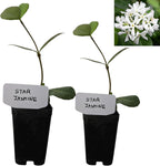 Star Jasmine/Confederate Jasmine - Trachelospermum Jasminoides. Live. Fragrant Flowers. (2 Plants in Sac)