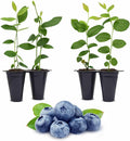 Pink Lemonade Blueberry (O'Neal)