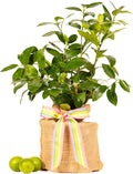 Birthday Live Persian Lime Tree Gift, Dwarf Citrus Tree, Easy to Grow, Indoor/Outdoor, Unique Birthday Present, by The Magnolia Company, Can't Ship to CA, AL, AZ, LA, TX