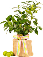 Birthday Live Persian Lime Tree Gift, Dwarf Citrus Tree, Easy to Grow, Indoor/Outdoor, Unique Birthday Present, by The Magnolia Company, Can't Ship to CA, AL, AZ, LA, TX