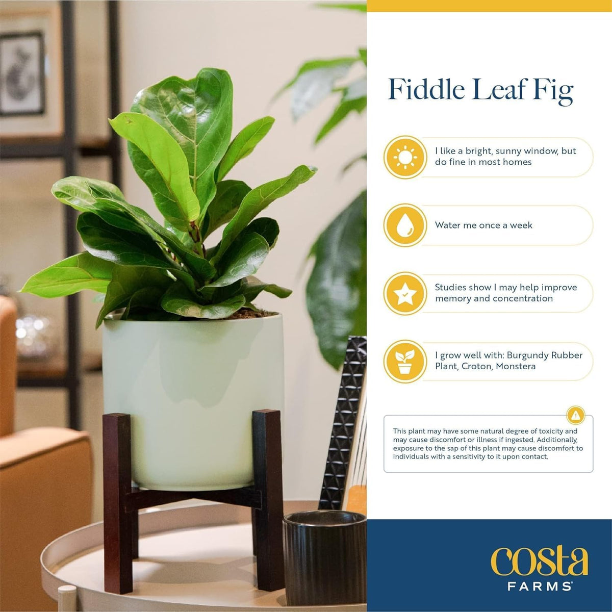 Costa Farms Fiddle Leaf Fig, Live Indoor Ficus Lyrata House Plant Potted in Modern Decor Planter, Floor Plant in Potting Soil Mix, Housewarming Gift, Room, Home, Office Decor, 2-3 Feet Tall