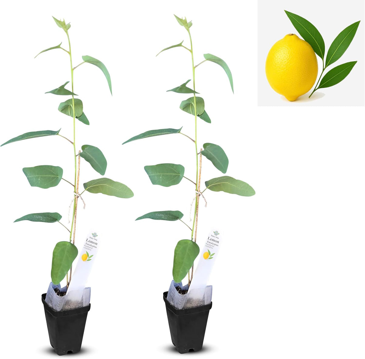 Lemon Eucalyptus (Corymbia citriodora) Live Plant - Fragrant Indoor/Outdoor Plant with Natural Insect Repellent Citronella Oil (2 eucal-Lemon Cups)