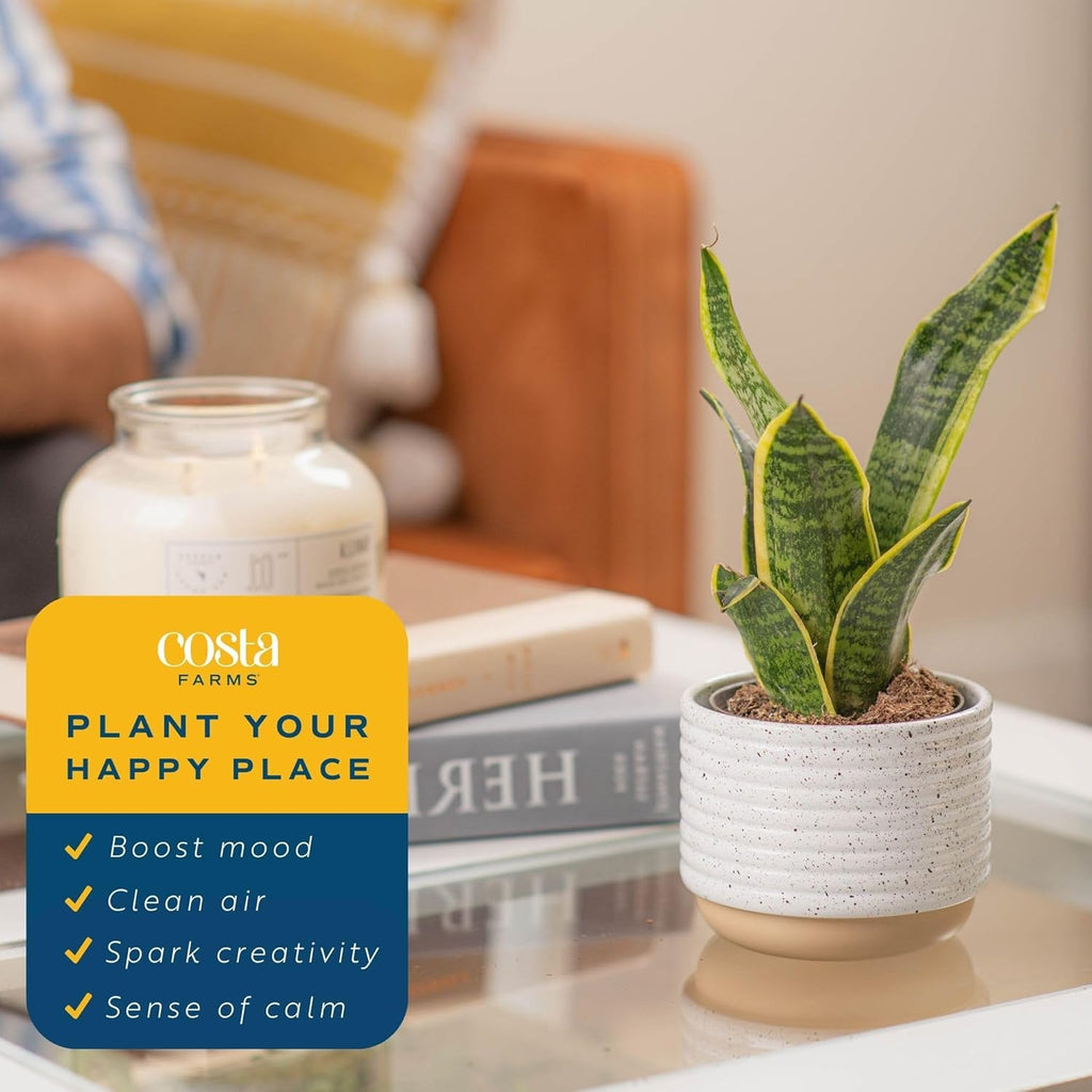 Costa Farms Snake Plant (4-Pack), Spring Decor, Giftable Plant Item, Live Indoor and Outdoor Sansevieria Plants, Easy Care Live Succulent Houseplants Potted in Nursery Pots, 8-Inches Tall