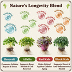 Seedboy Organic Non-GMO Sprouting Seeds, Longevity Blend – USA Grown Microgreens Mix with Broccoli, Red Kale, Black Kale, Alfalfa - 8 oz Bag Makes 6 Quarts / 20 Servings (Longevity Blend)