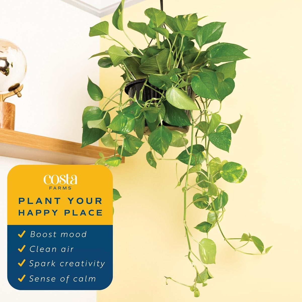Costa Farms Golden Pothos Live Plant, Devil's Ivy in Hanging Basket Pot, Easy to Maintain, Large Air Purifying Indoor Houseplant, Home, Room, or Office Decor, House Warming or Birthday Gift