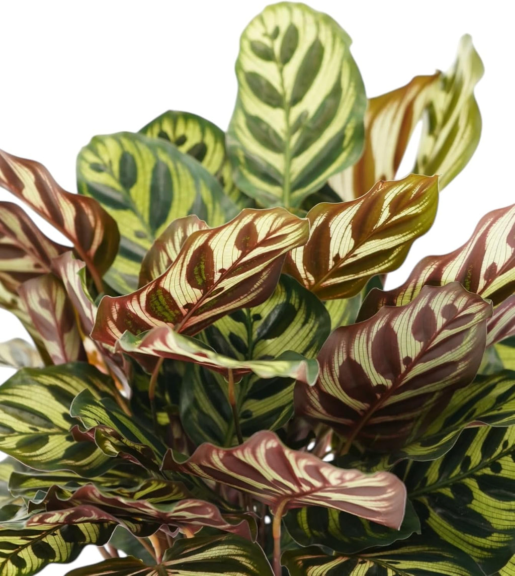 Calathea Peacock Live Plant - Air Purifier and Home Decor | Colorful Indoor Plants Live Houseplant | Calathea Makoyana | Live Plants, Air-Purifying Indoor Houseplant