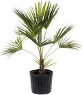 American Plant Exchange Windmill Palm Tree – 10-Inch with Pot – Live Chusan Palm Plant, Cold Hardy Tropical Tree for Home, Patio, or Garden Landscape Decor