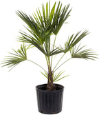 American Plant Exchange Windmill Palm Tree – 10-Inch with Pot – Live Chusan Palm Plant, Cold Hardy Tropical Tree for Home, Patio, or Garden Landscape Decor