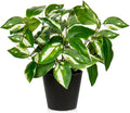 Artificial Plants Indoor Small Fake Plants in Pots Faux Pothos N‘ Joy Potted Plant Fake Indoor Plants with Black Pots for Bathroom Living Room Office Desk Shelves