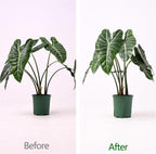 5PCS Monstera Plant Support Hook - 4.1 * 4.4IN, Durable Flexible Stabilizers for Indoor Plants, Metal Stem Supports and Leaf Holders, Easy Tool-Free Operation, Ideal for Fishbone Cactus Care