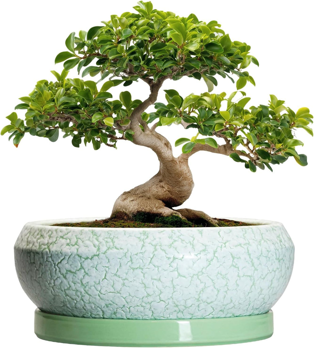 Bonsai Pots - 13 Inch Ceramic Succulent Pots for Indoor Outdoor, Large Shallow Planter with Drainage Hole and Saucer, Round Flower Succulent Planter, Patio Decor, Gifts for Women, Green