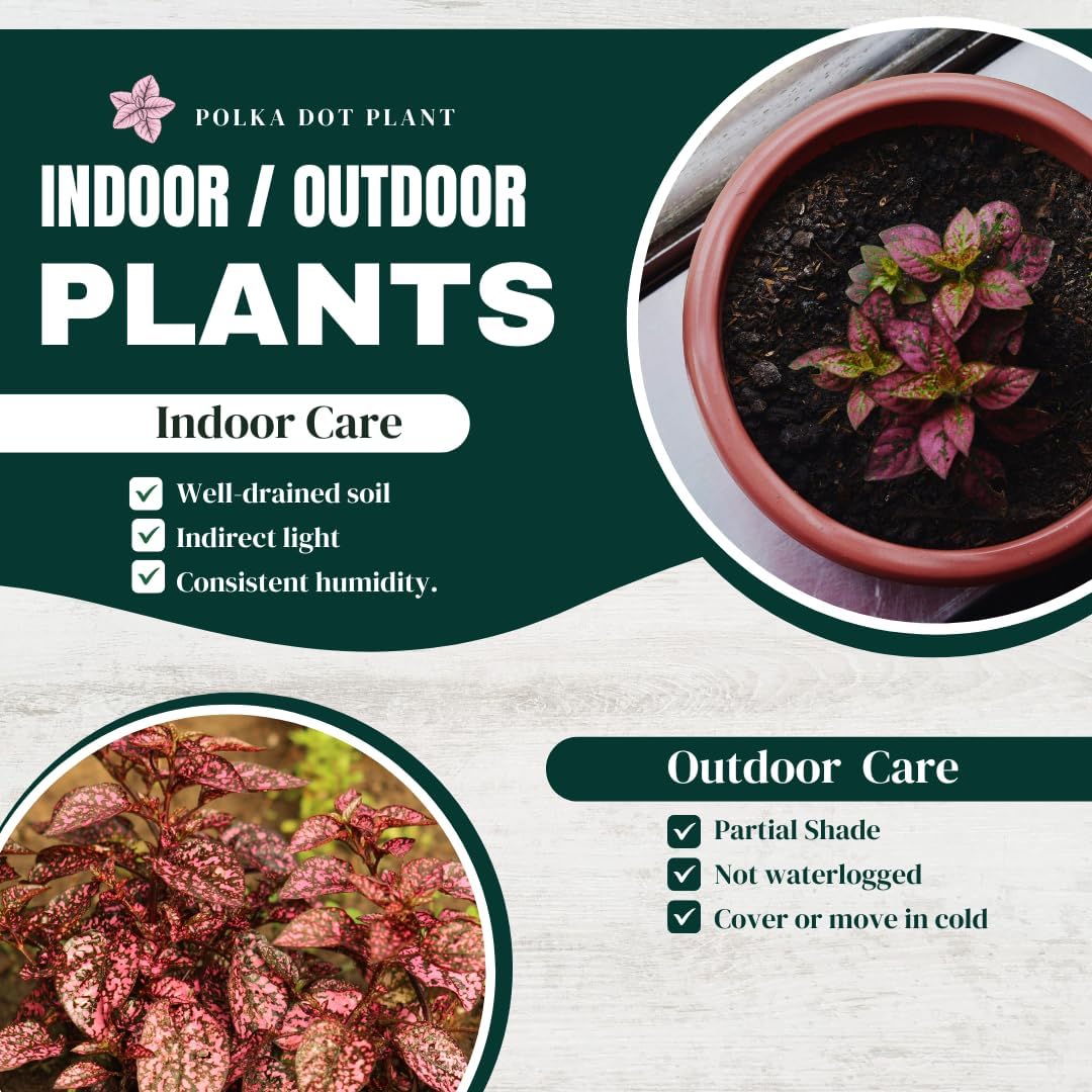 Polka Dot Plant (4-Pack) - Live Houseplants, Small Indoor Plants, Hypoestes Rose - Colorful, Air-Purifying House Plants