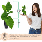 BlackBerry Plants Triple Crown (4 Pack) Live for Sale | Easy to Grow Plants | Edible Fruit Plant for Sustainable Living | Grow Your own Food on Your Organic Garden | Live for Planting |