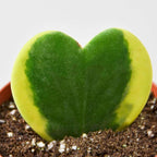 Hoya Sweetheart Variegated Live Plant for Indoor | Different Houseplants in 3'' Pot | Real House Plant for Living Room, Office, Desk & Bathroom | Lucky-Heart | Hoya kerrii