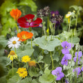 Ferry-Morse Edible Flower Mix Bulk Flower Seeds, 1lb