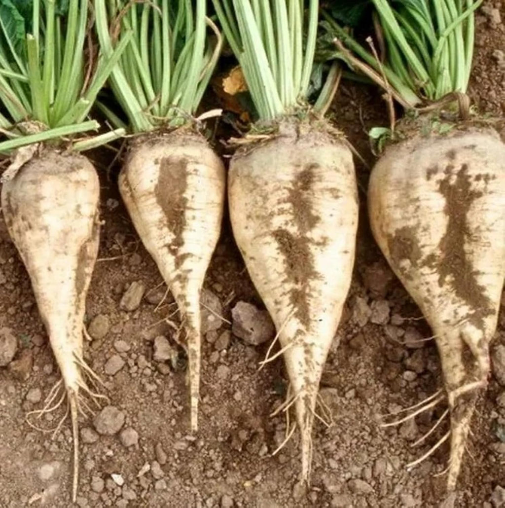 Sugar Beet Seeds for Planting – Plant & Grow Heirloom Sugar Beets in Home Outdoor Vegetable Garden, Beta vulgaris – 5 Packets