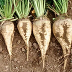 Sugar Beet Seeds for Planting – Plant & Grow Heirloom Sugar Beets in Home Outdoor Vegetable Garden, Beta vulgaris – 5 Packets