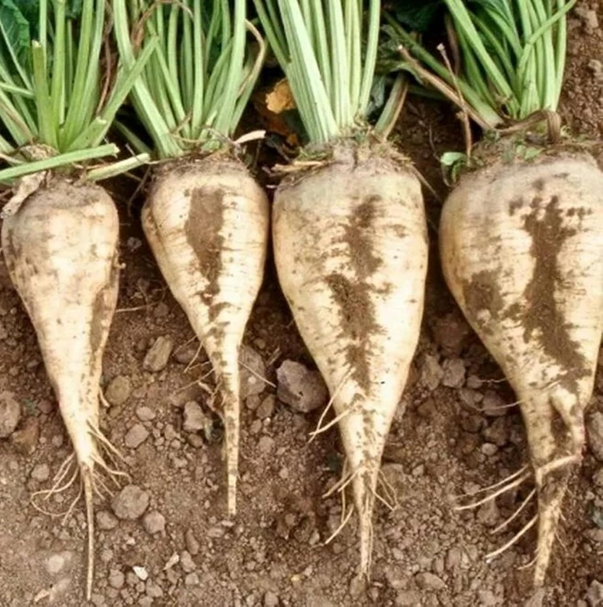 Sugar Beet Seeds for Planting – Plant & Grow Heirloom Sugar Beets in Home Outdoor Vegetable Garden, Beta vulgaris – 5 Packets