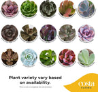 Costa Farms Succulent Plant, Live Indoor Mini Succulent Plant in Hanging Basket Succulents Plant Pot, Potting Soil Mix, Grower's Choice, Easy Grow Houseplant, Home and Room Decor, 2-Inches Tall