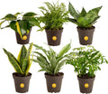 Costa Farms Live Indoor Plant Bundle in Plastic Pots, Easy to Maintain, Air Purifying Houseplants, Assorted Varieties, Room or Home Decor, House Warming Gift, 8-12 Inches Tall, Pack of 6