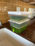 ZESTIGREENS 2 Tier Sprouting Set
