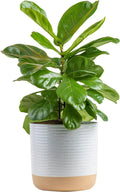 Costa Farms Fiddle Leaf Fig, Live Indoor Plant Ficus Lyrata in Modern Plant Pot, Air Purifying Live Houseplant, Housewarming Gift, Birthday, Room, Home and Office Decor, 2-3 Feet Tall