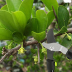 28" Garden Bypass Lopper with Steel Blade, Tree Trimmer Branch Cutter for 1.5’’ Cutting Capacity