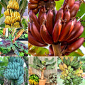 Mixed Banana Plant Live, 4-6" Tall Well-Rooted for Indoor Tropical Displays, Cold Hardy Banana Fruit Tree