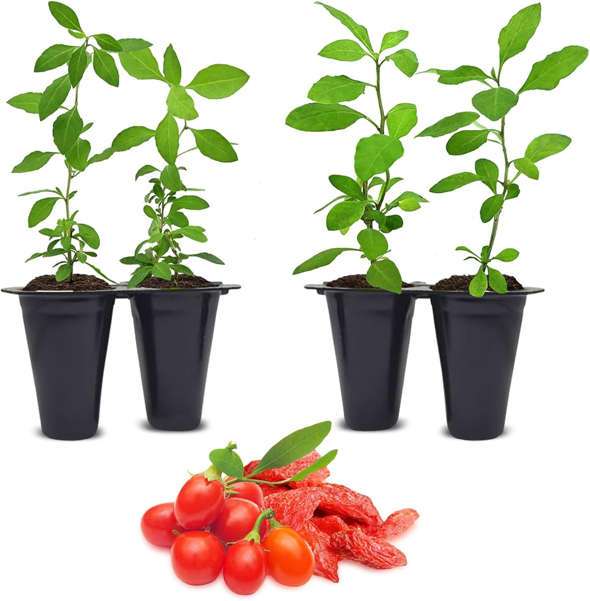 Goji Berry (Wolfberry) Plants (4 Pack) –Rare Berry Variety, Cold-Hardy to -10°F, Drought-Tolerant, Self-Fertile Yielding Sweet Red Berries Live Starter Plants for Planting