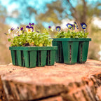 Vego garden Seedling Suite Products, 4 Pack Jumbo Seedling Trays with Seedling Tray Lids and 10" x 10" Bottom Watering Trays