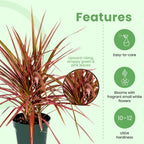 American Plant Exchange Dracaena 'Colorama' – 6-Inch Pot – Live Colorful Houseplant with Pink and Green Striped Foliage, Easy Care Indoor Plant for Desks, Shelves & Home or Office Décor