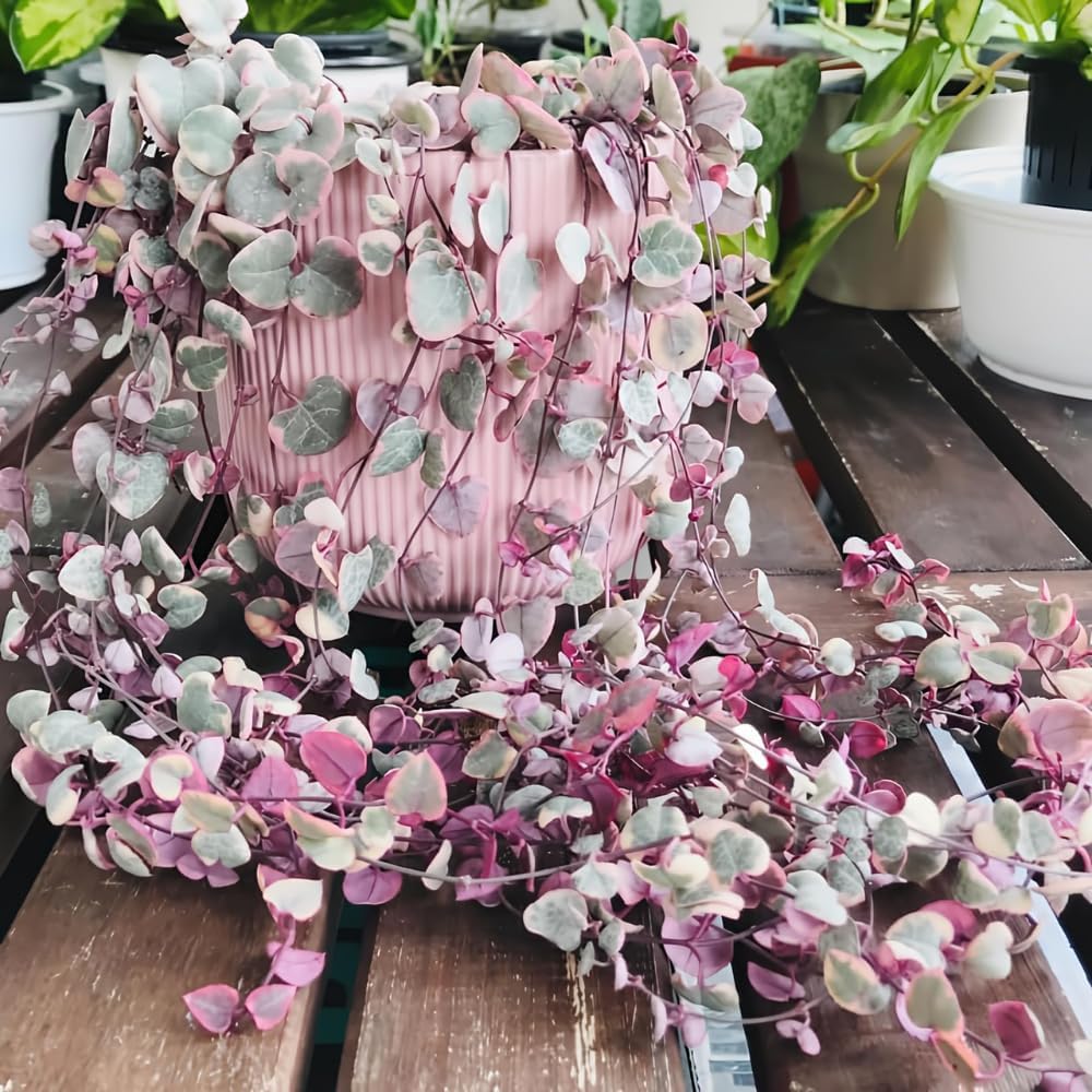 Ceropegia Woodii Variegated String of Hearts Plant Live, Succulent Trailing Vine, Indoor Houseplant Live in Pot
