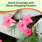 Outsidepride Rose Cypress Vine Seeds - 200 Pcs Annual Flower Seeds with Nectar-Rich, Star-Shaped Flowers & Feathery, Fern-Like Leaves for Fences, Trellises, Pergolas & Vertical Gardens