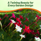 Outsidepride Mixed Cypress Vine Seeds - 200 Pcs Annual Flower Seeds with Nectar-Rich, Star-Shaped Flowers & Feathery, Fern-Like Leaves for Fences, Trellises, Pergolas & Vertical Gardens