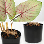 Briful 22'' Tall Fake Plants Artificial Caladium Plants in Black Pot Realistic Potted Faux Plant Indoor for Home Decor Wedding Farmhouse Centerpiece, Wide Yellow-Pink Leaf
