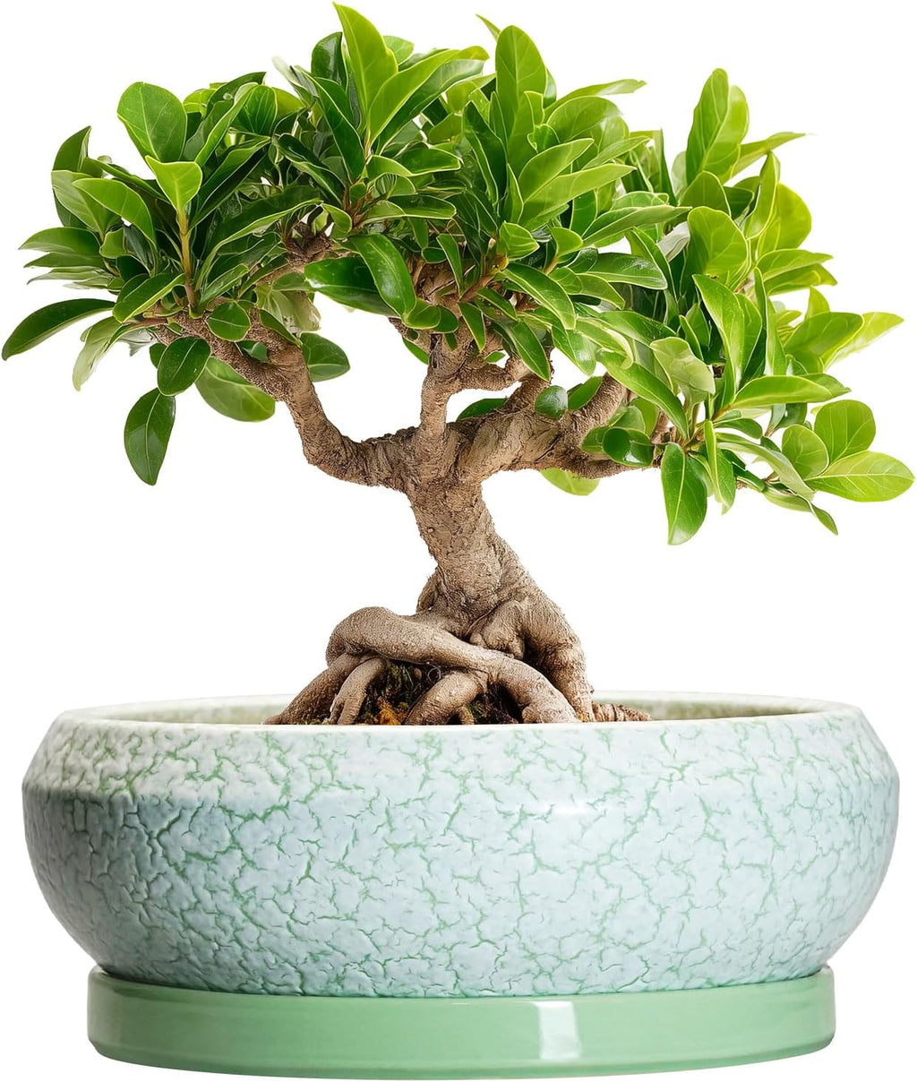 Bonsai Pots Ceramic - 8 Inch Succulent Pots Indoor Outdoor, Shallow Planters with Drainage Hole and Tray, Ceramic Planter Bowl, Round Planter, Apartment Decor, Gifts for Plant Lovers, Green