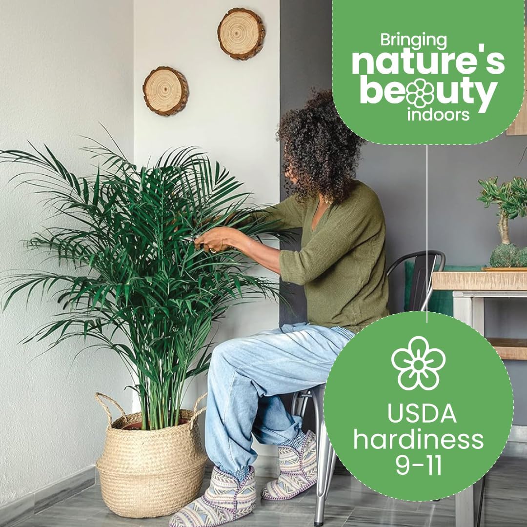 American Plant Exchange Live Areca Palm – 10-Inch Pot – Tropical Indoor Houseplant with Lush Feathery Fronds, Pet-Friendly Easy Care Plant for Homes, Offices, Patios & Decorative Containers